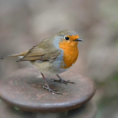 Roodborstje Gehaakt NL Patroon