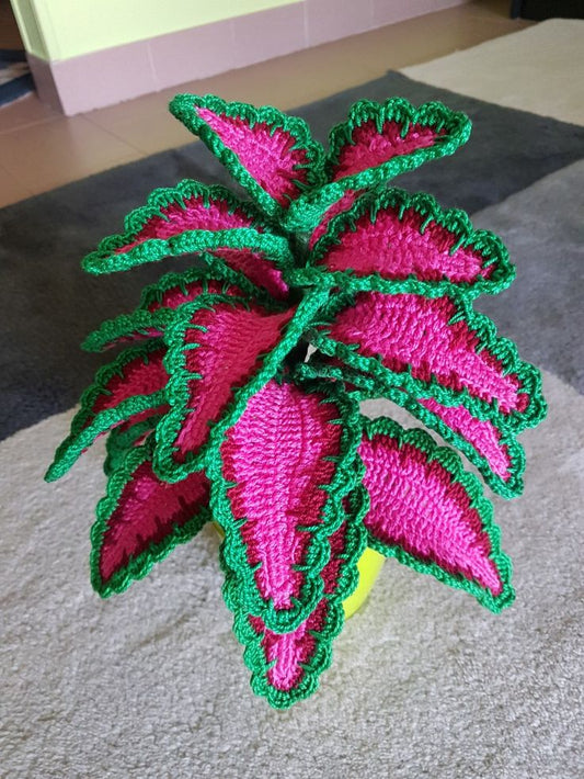 Siernetel Plant (Coleus)